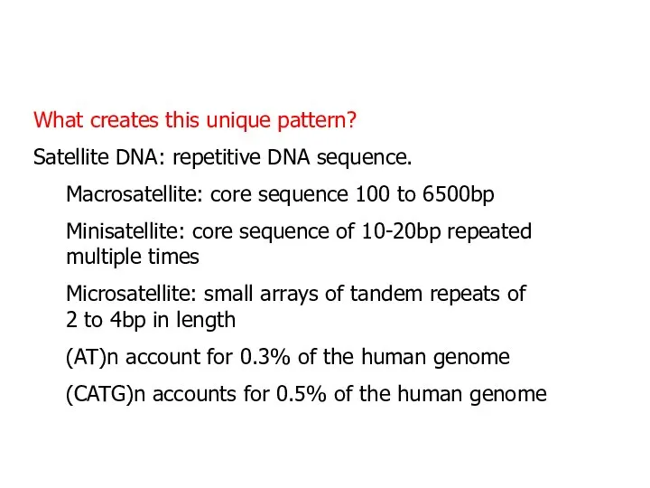 What creates this unique pattern? Satellite DNA: repetitive DNA sequence. Macrosatellite: