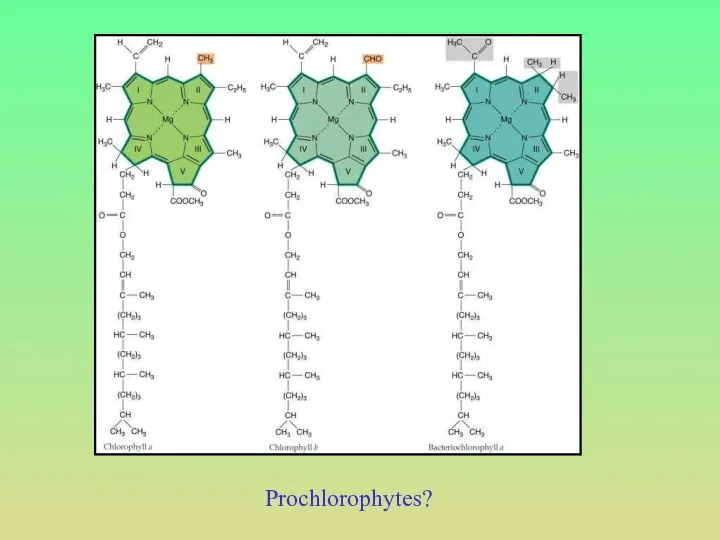 Prochlorophytes?