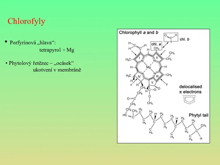 Chlorofyly Porfyrinová „hlava“: tetrapyrol + Mg Phytolový řetězec – „ocásek“ ukotvení v membráně