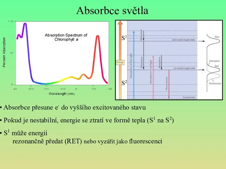 Absorbce světla Absorbce přesune e- do vyššího excitovaného stavu Pokud je