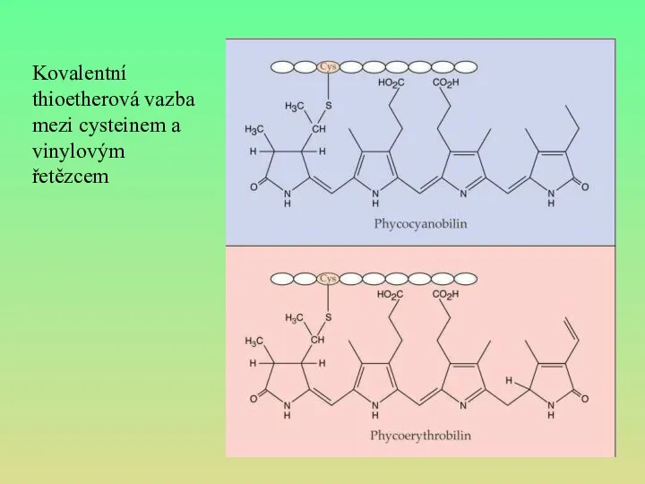 Kovalentní thioetherová vazba mezi cysteinem a vinylovým řetězcem