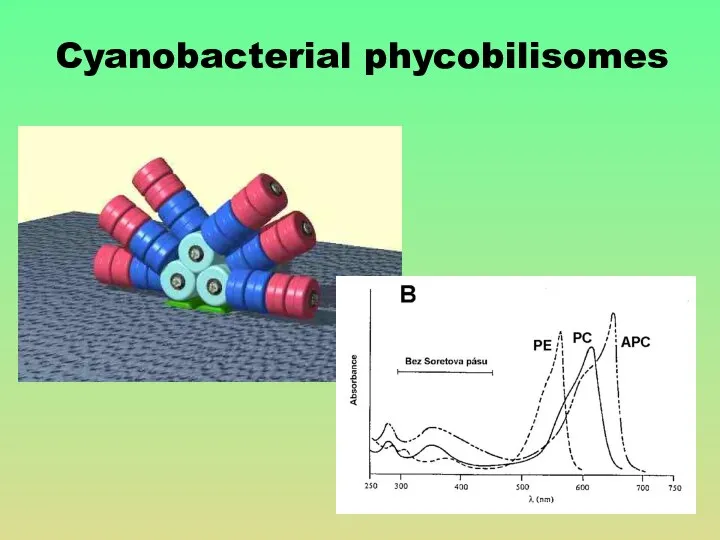 Cyanobacterial phycobilisomes