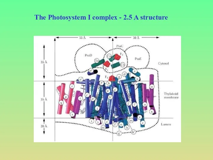 The Photosystem I complex - 2.5 A structure