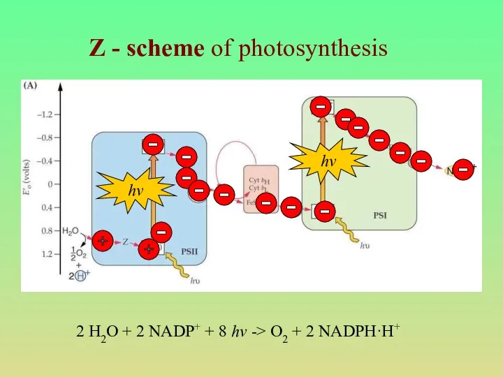 Z - scheme of photosynthesis hv hv 2 H2O + 2