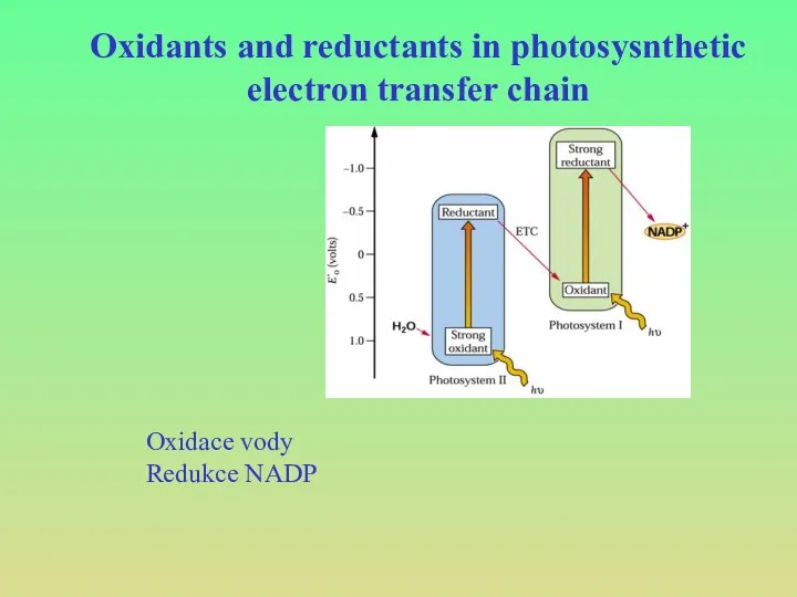 Oxidants and reductants in photosysnthetic electron transfer chain Oxidace vody Redukce NADP
