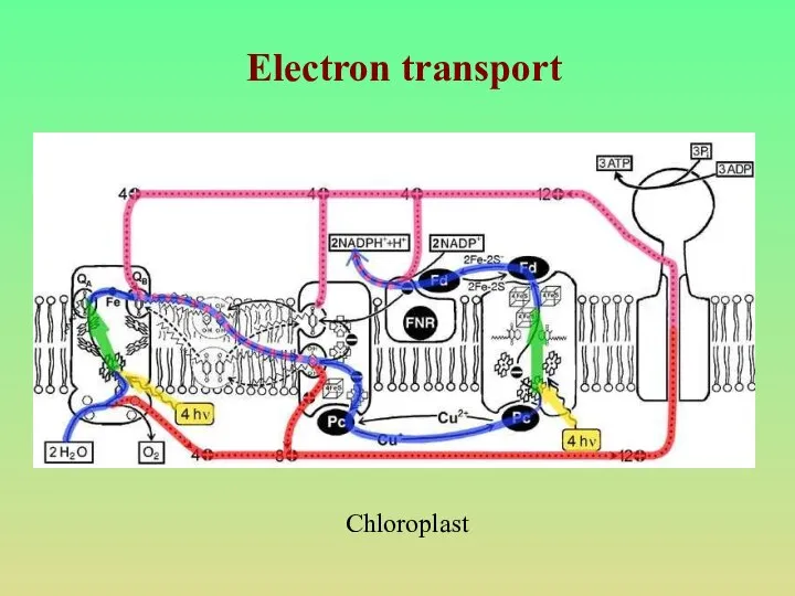 Electron transport Chloroplast