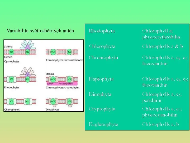 Variabilita světlosběrných antén