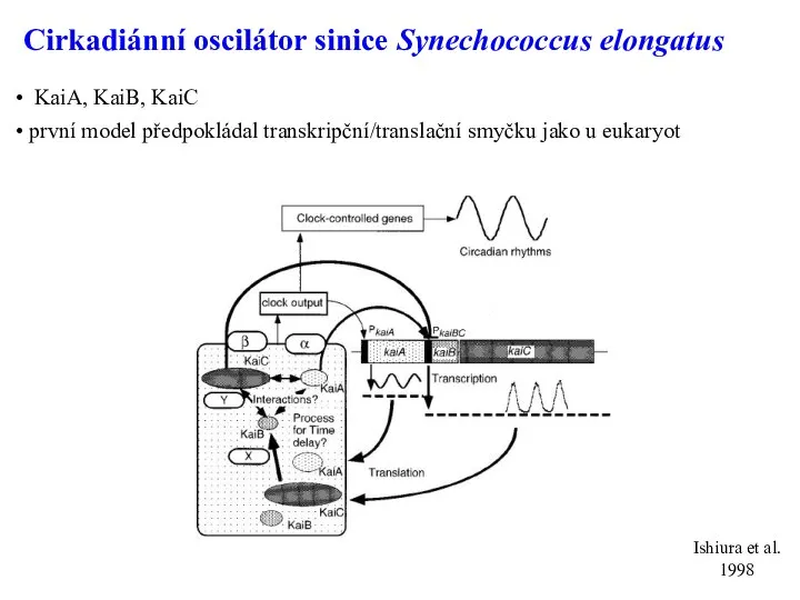 Cirkadiánní oscilátor sinice Synechococcus elongatus KaiA, KaiB, KaiC první model předpokládal