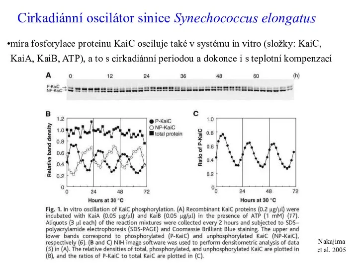 Cirkadiánní oscilátor sinice Synechococcus elongatus míra fosforylace proteinu KaiC osciluje také