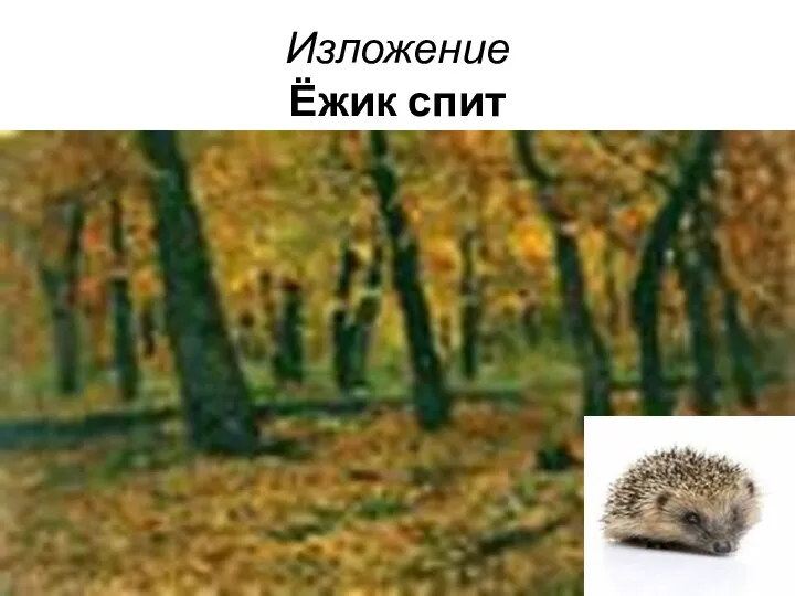 Изложение Ёжик спит