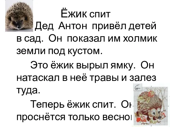 Ёжик спит Дед Антон привёл детей в сад. Он показал им