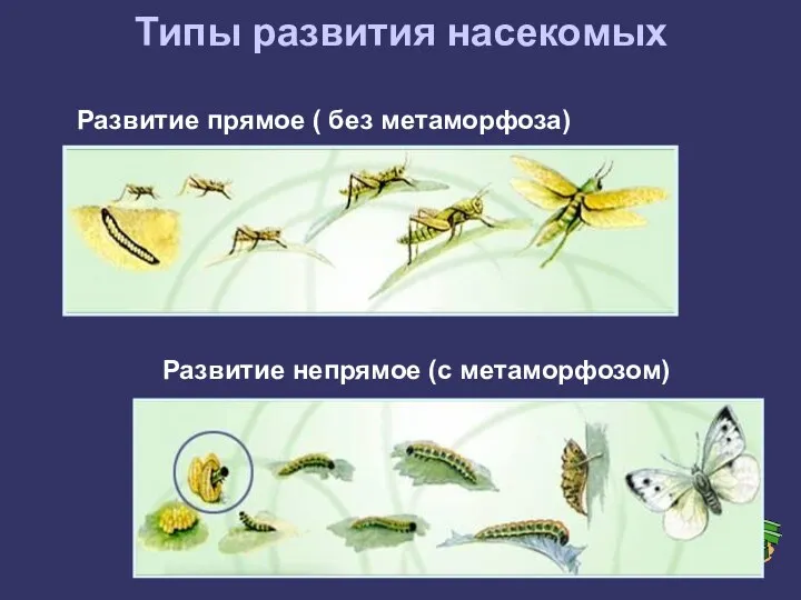 Типы развития насекомых Развитие прямое ( без метаморфоза) Развитие непрямое (с метаморфозом)