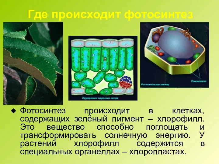 Где происходит фотосинтез Фотосинтез происходит в клетках, содержащих зелёный пигмент –