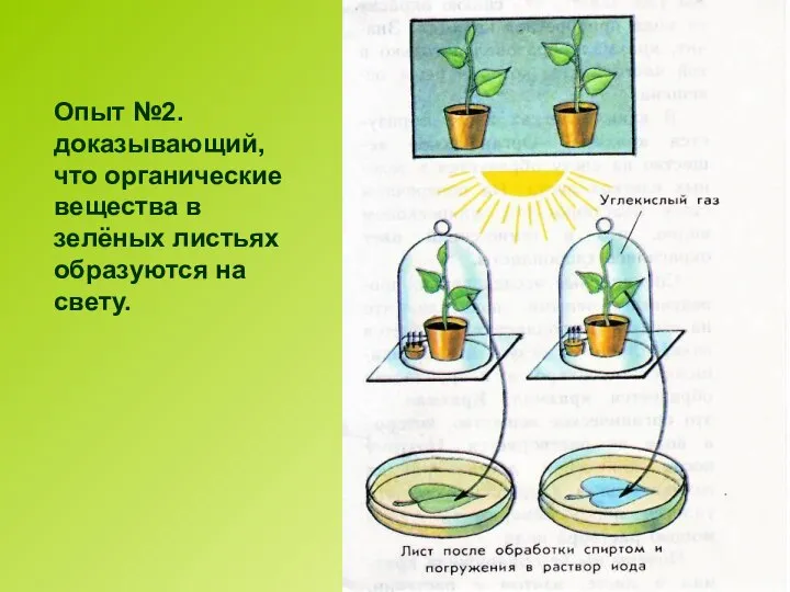 Опыт №2. доказывающий, что органические вещества в зелёных листьях образуются на свету.
