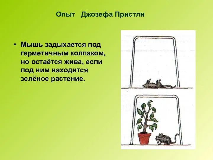 Опыт Джозефа Пристли Мышь задыхается под герметичным колпаком, но остаётся жива,