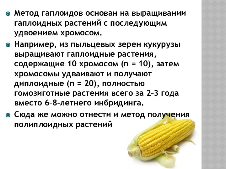 Метод гаплоидов основан на выращивании гаплоидных растений с последующим удвоением хромосом.