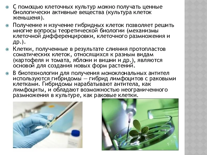 С помощью клеточных культур можно получать ценные биологически активные вещества (культура