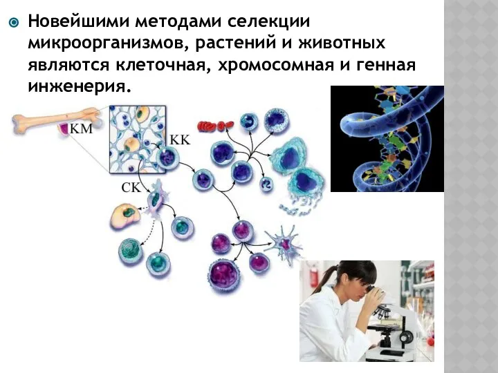 Новейшими методами селекции микроорганизмов, растений и животных являются клеточная, хромосомная и генная инженерия.