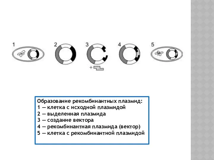 Образование рекомбинантных плазмид: 1 — клетка с исходной плазмидой 2 —