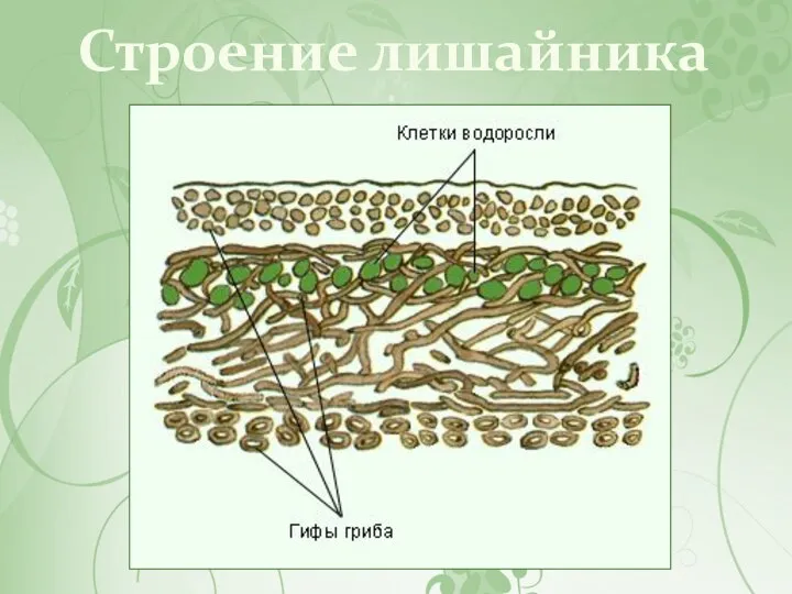 Строение лишайника