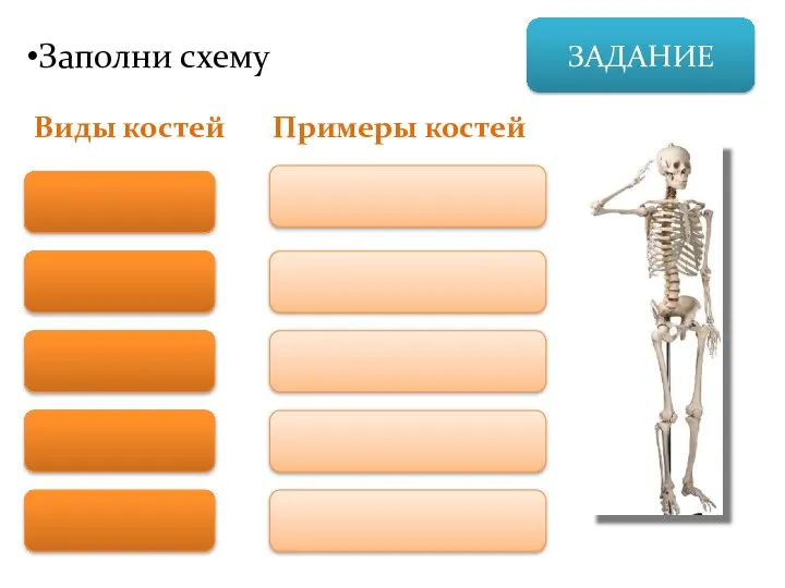 ЗАДАНИЕ Заполни схему Виды костей Примеры костей