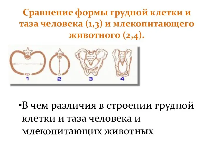 Сравнение формы грудной клетки и таза человека (1,3) и млекопитающего животного