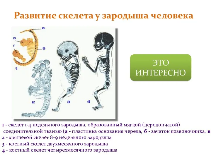 Развитие скелета у зародыша человека 1 - скелет 1-4 недельного зародыша,