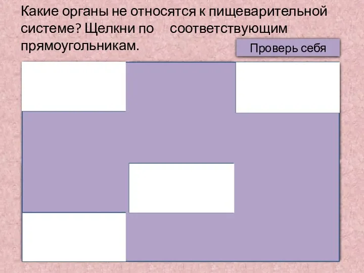 Какие органы не относятся к пищеварительной системе? Щелкни по соответствующим прямоугольникам.