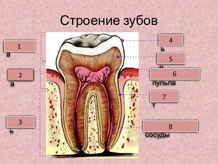 Строение зубов Коронка Шейка Корень Зубная пульпа Дентин Эмаль 2 3