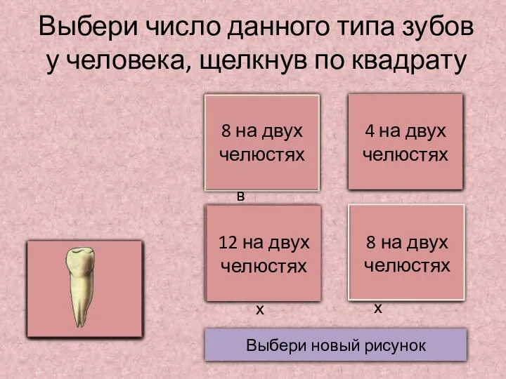 Выбери число данного типа зубов у человека, щелкнув по квадрату Выбери