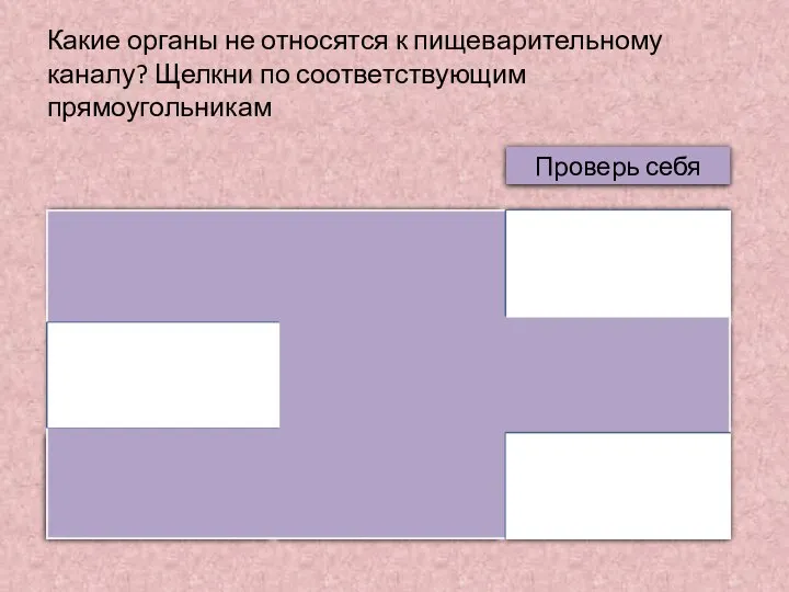 Какие органы не относятся к пищеварительному каналу? Щелкни по соответствующим прямоугольникам