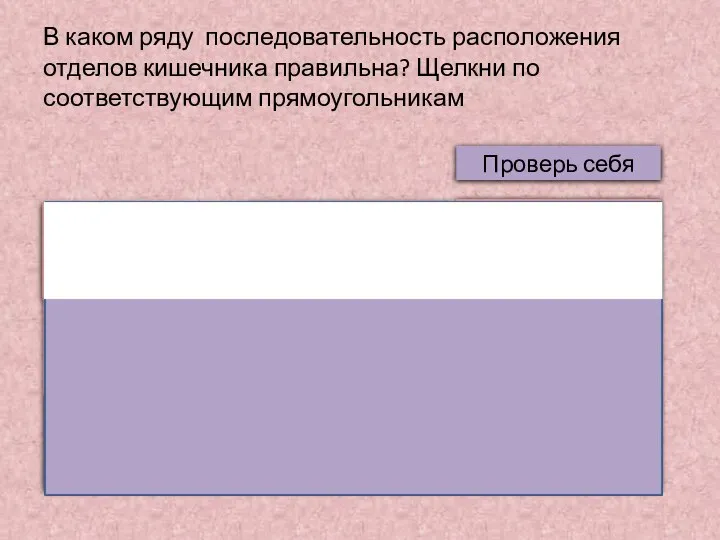 В каком ряду последовательность расположения отделов кишечника правильна? Щелкни по соответствующим