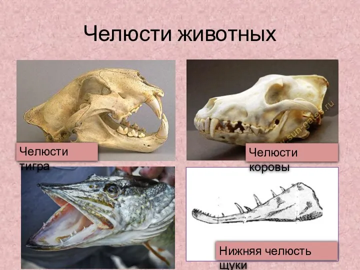 Челюсти животных Нижняя челюсть щуки Челюсти коровы Челюсти тигра