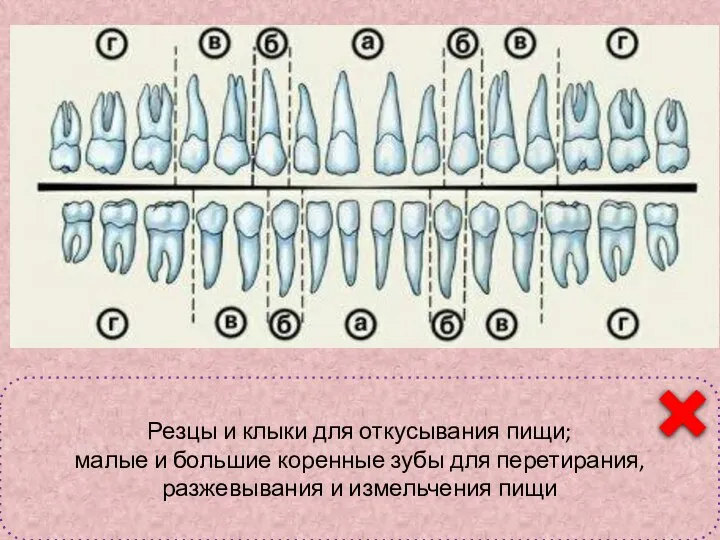 Классификация зубов а – резцы; б – клыки; в- малые коренные;