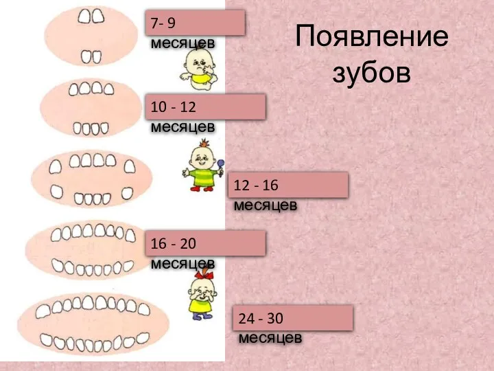 Появление зубов 7- 9 месяцев 10 - 12 месяцев 12 -