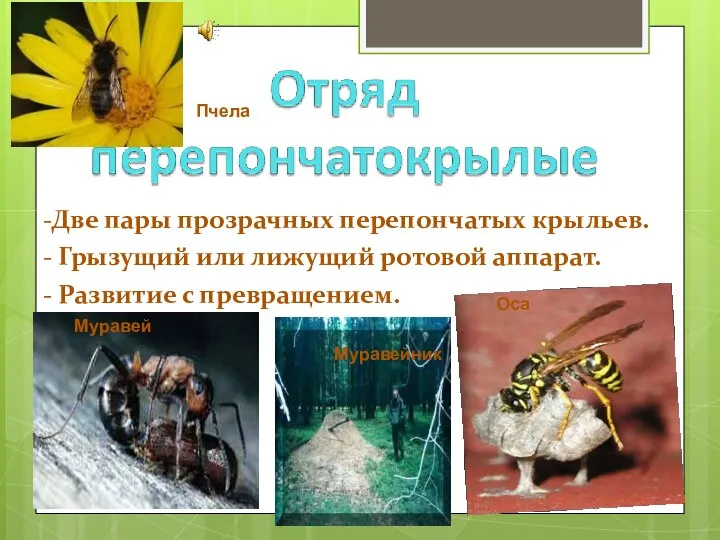 -Две пары прозрачных перепончатых крыльев. - Грызущий или лижущий ротовой аппарат.