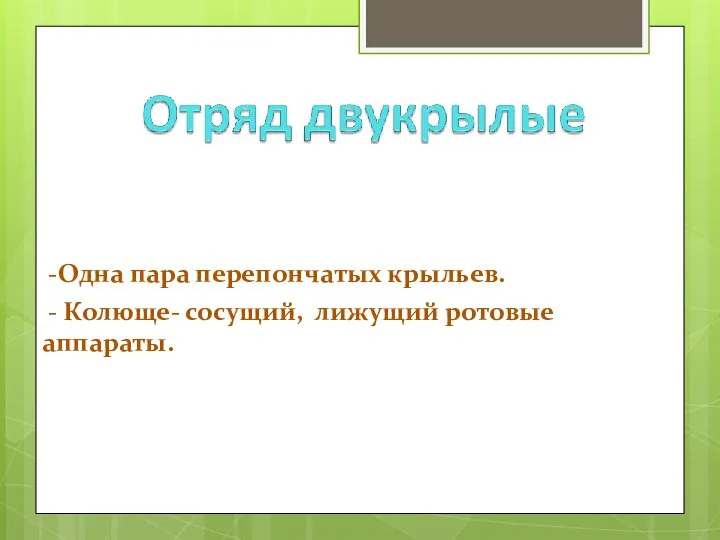 -Одна пара перепончатых крыльев. - Колюще- сосущий, лижущий ротовые аппараты.