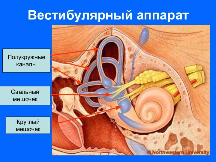 Вестибулярный аппарат Полукружные каналы Овальный мешочек Круглый мешочек