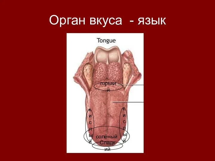 Орган вкуса - язык Сладкий горький кислый кислый солёный