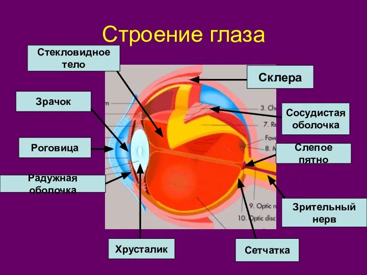 Строение глаза Склера Роговица Радужная оболочка Зрачок Хрусталик Сетчатка Сосудистая оболочка