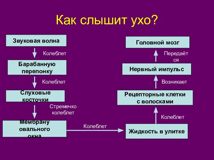 Как слышит ухо? Звуковая волна Барабанную перепонку Слуховые косточки Мембрану овального