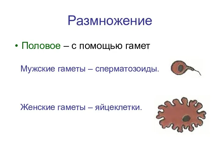 Размножение Половое – с помощью гамет Мужские гаметы – сперматозоиды. Женские гаметы – яйцеклетки.