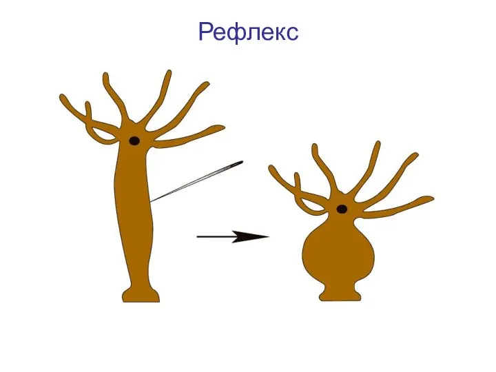 Рефлекс