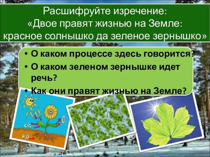 О каком процессе здесь говорится? О каком зеленом зернышке идет речь?