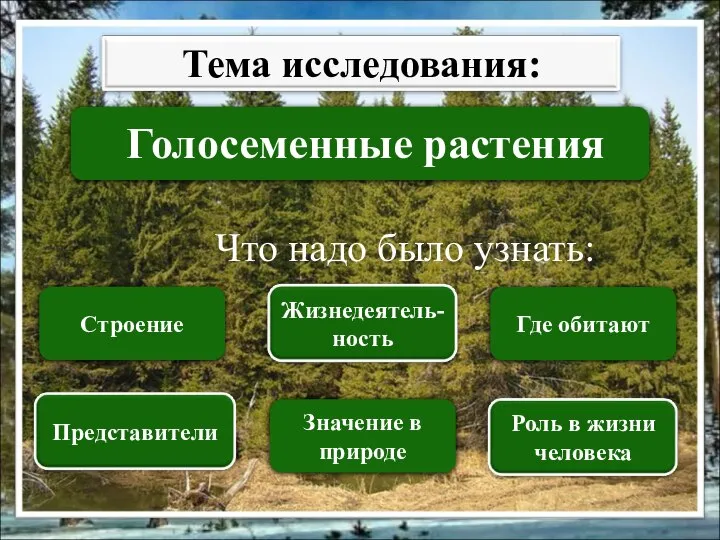 Голосеменные растения Что надо было узнать: Строение Значение в природе Где обитают