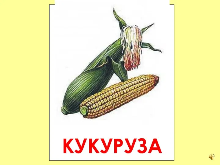 КУКУРУЗА