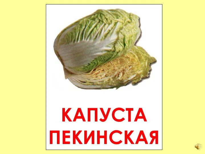 КАПУСТА ПЕКИНСКАЯ