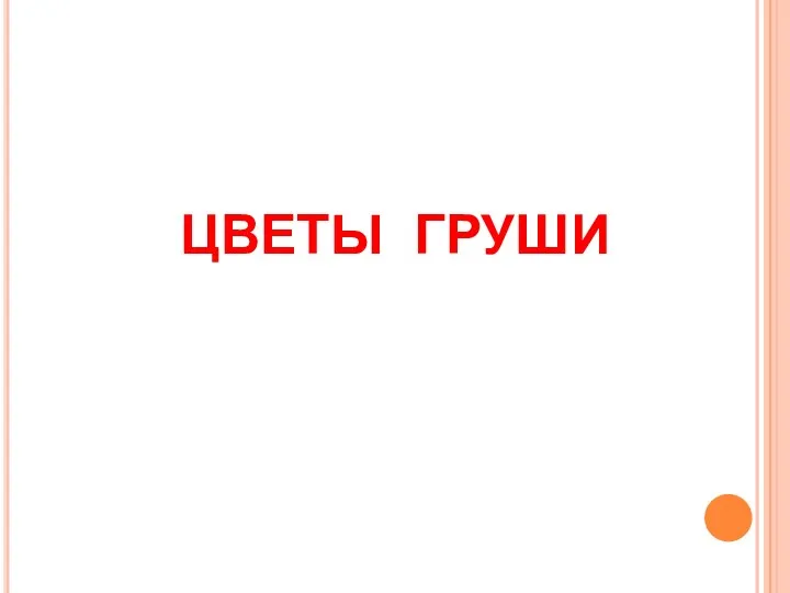 ЦВЕТЫ ГРУШИ