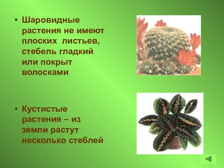 Шаровидные растения не имеют плоских листьев, стебель гладкий или покрыт волосками