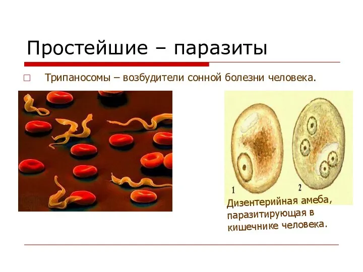 Простейшие – паразиты Трипаносомы – возбудители сонной болезни человека. Дизентерийная амеба, паразитирующая в кишечнике человека.